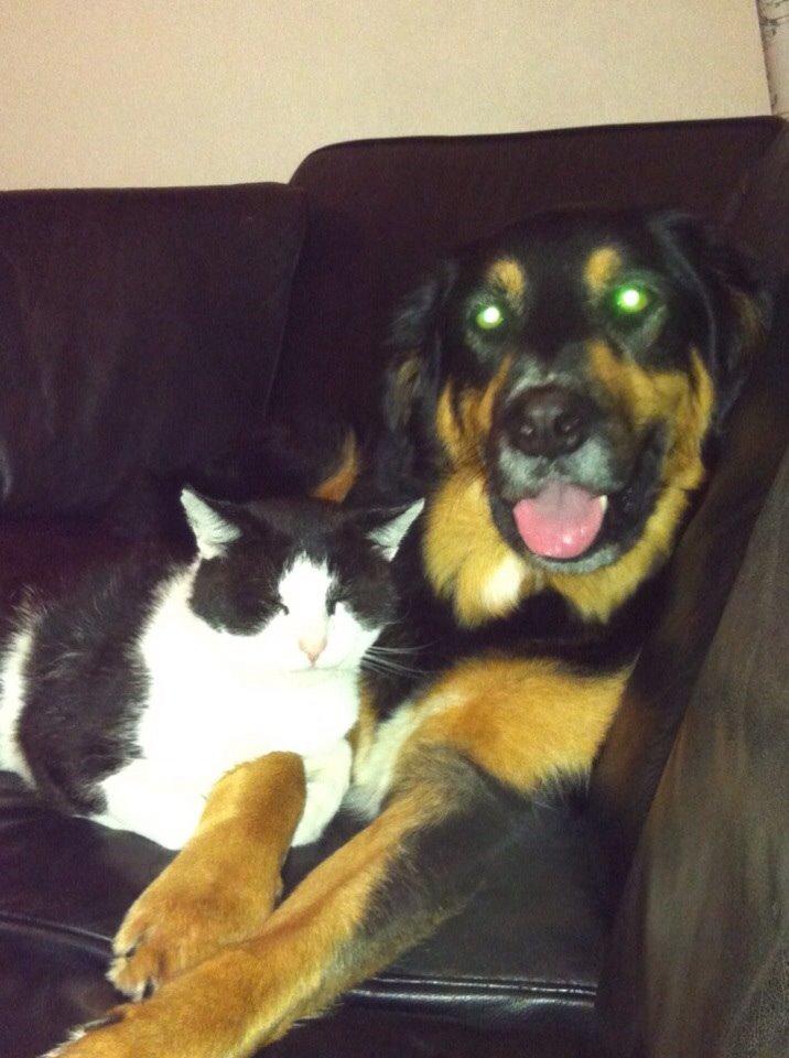 Blanding af racer Baloo billede 3