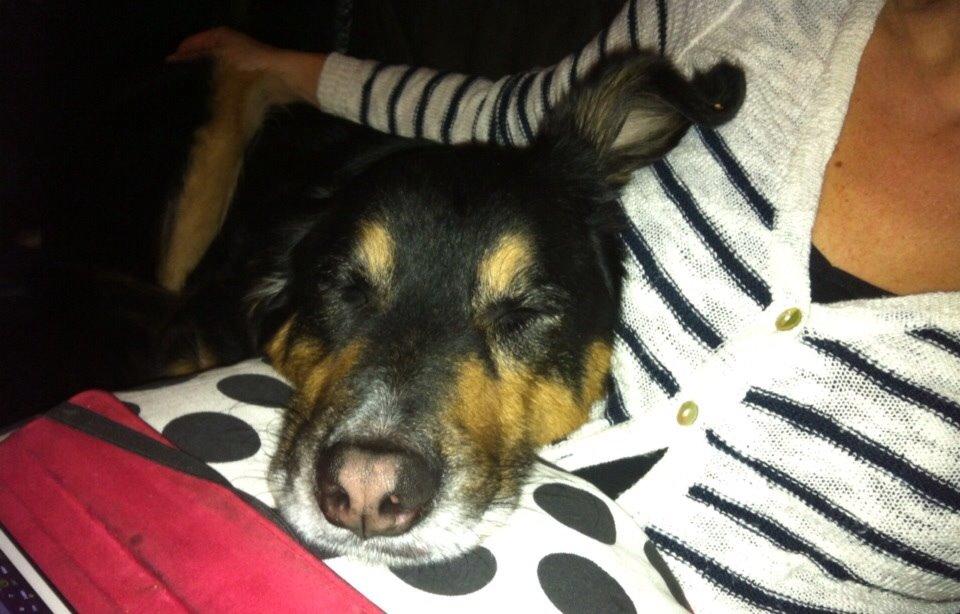 Blanding af racer Baloo billede 4