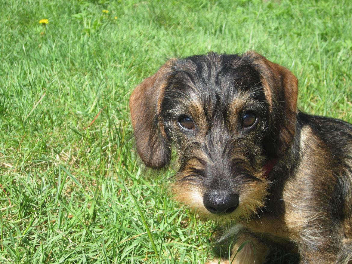 Gravhund Møffe billede 9