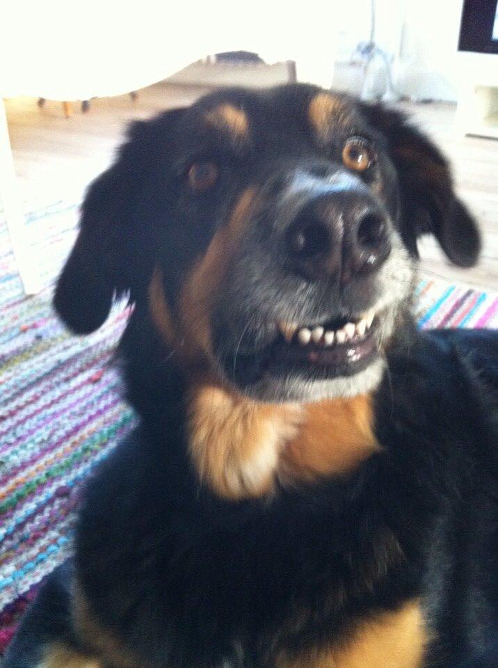 Blanding af racer Baloo billede 5