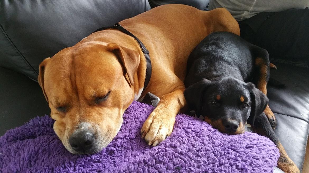 Rottweiler Kali billede 32