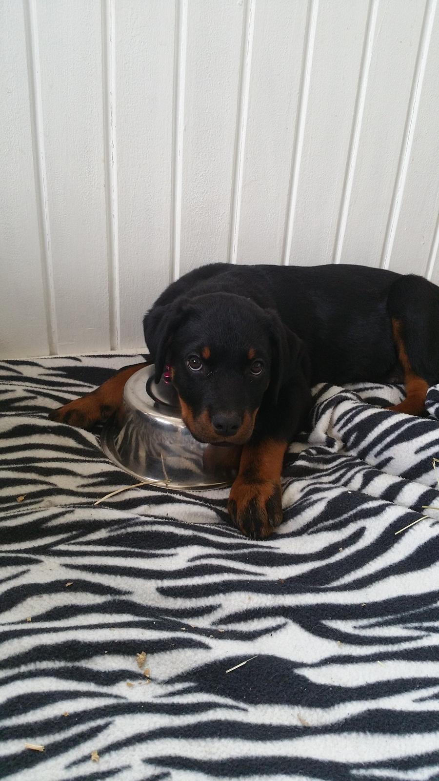 Rottweiler Kali billede 33