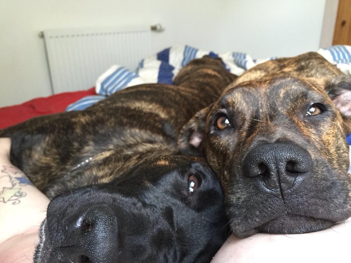 Blanding af racer Sif billede 4