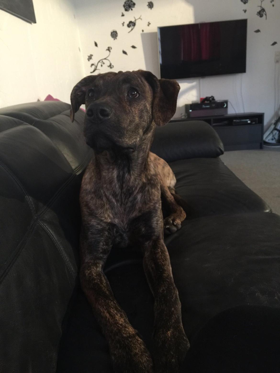 Blanding af racer Sif billede 2