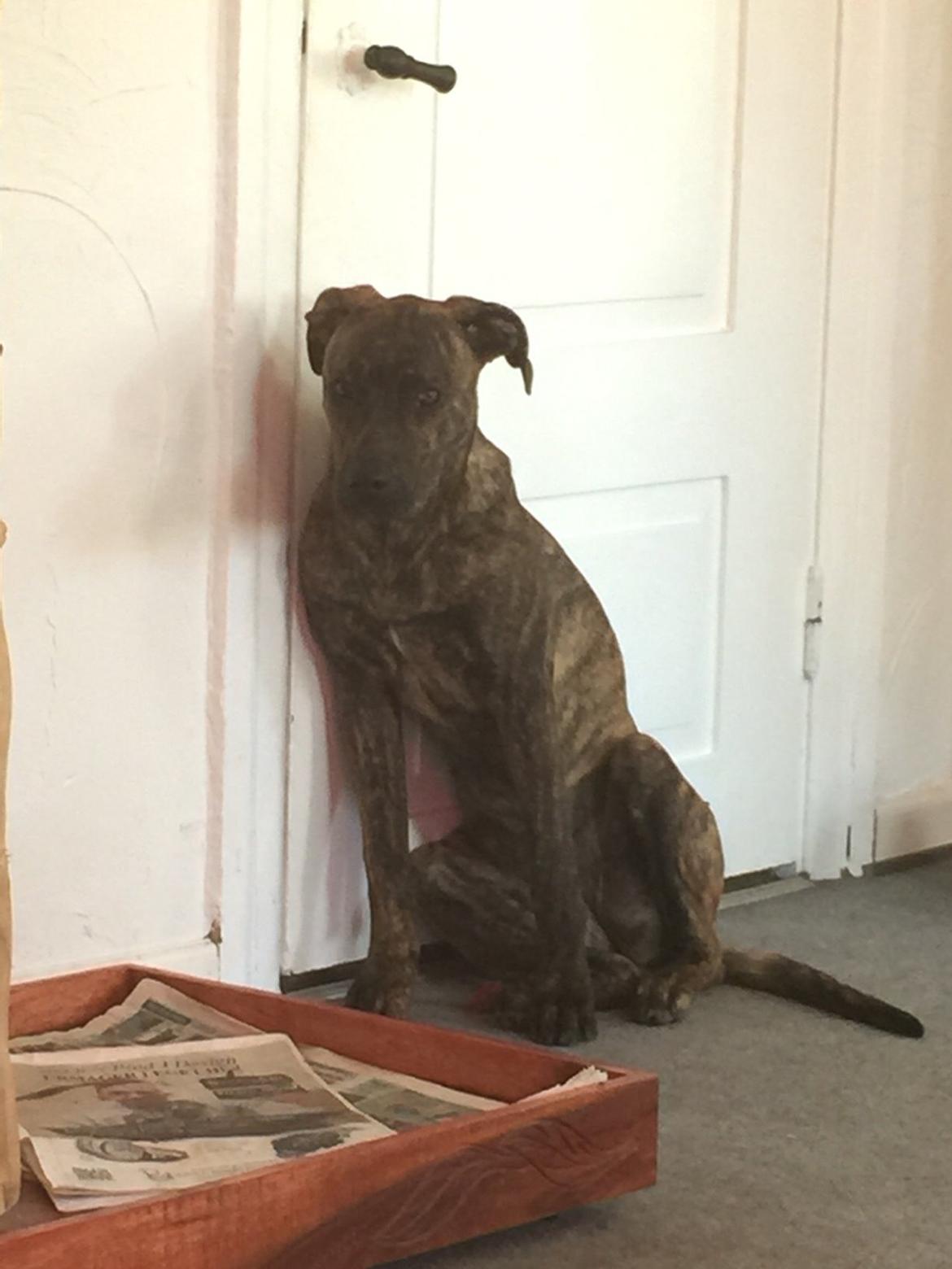 Blanding af racer Sif billede 1