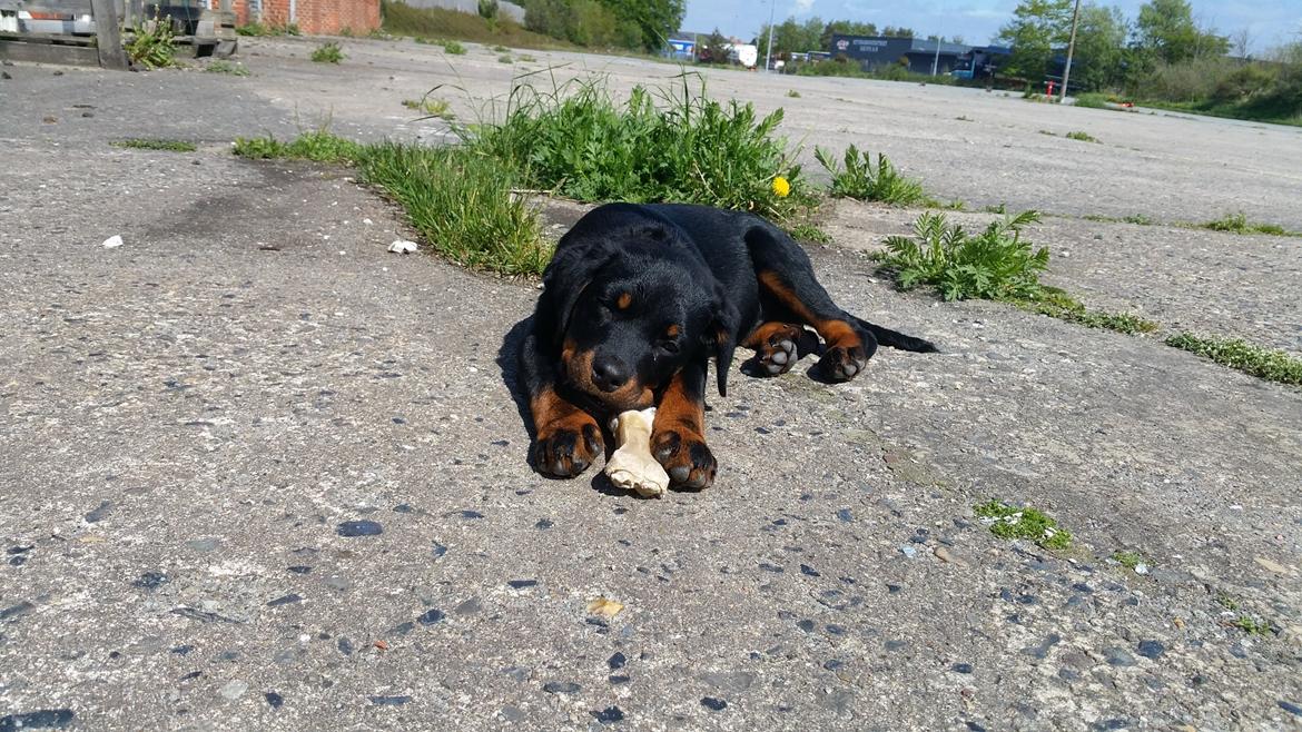 Rottweiler Kali billede 34