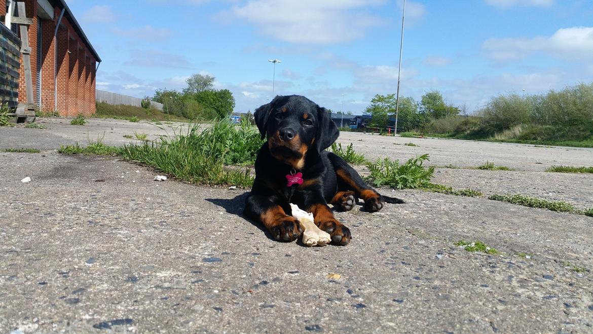 Rottweiler Kali billede 35