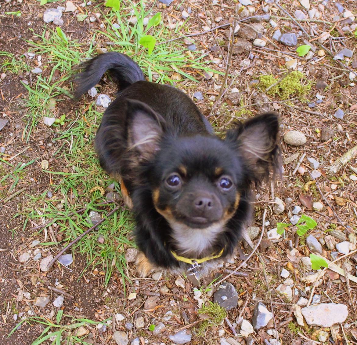 Chihuahua Paya - 07-05-2015 billede 25