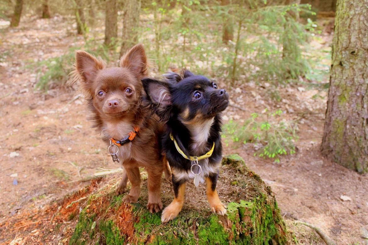 Chihuahua Paya - 07-05-2015 billede 26