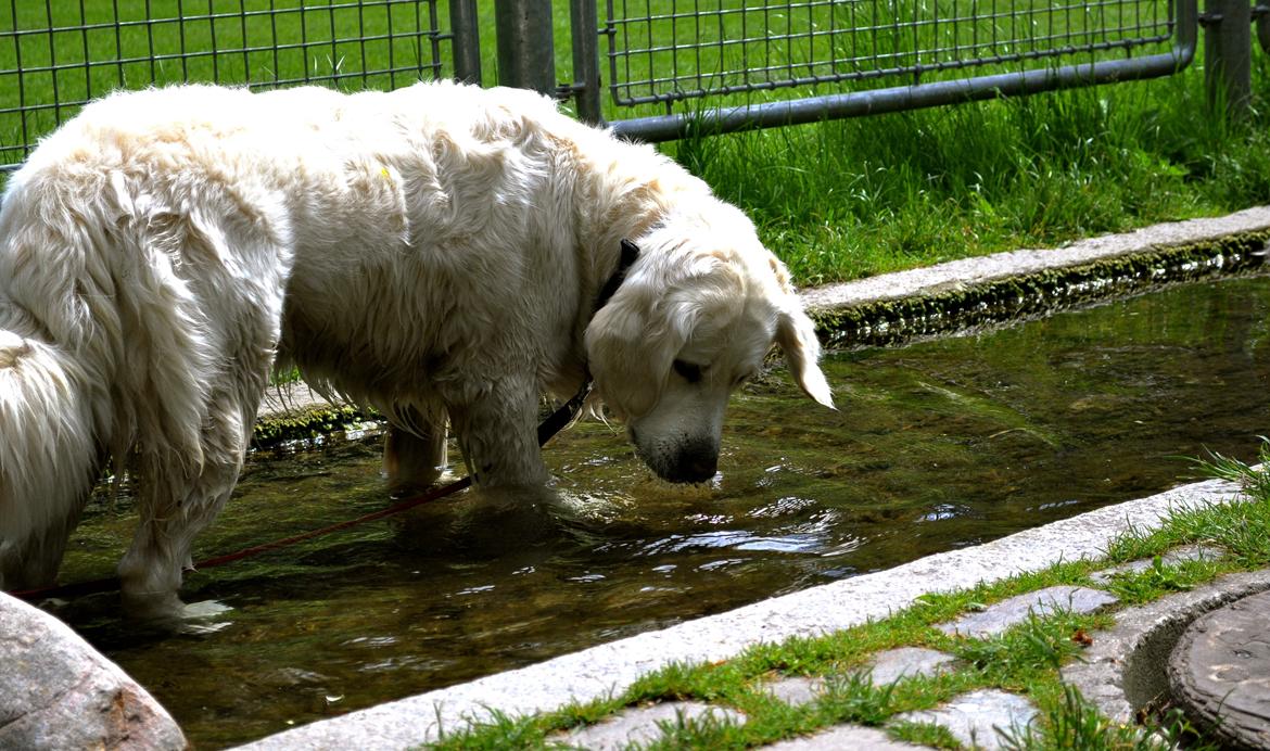 Golden retriever Mocca billede 13