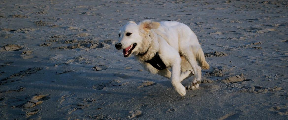 Golden retriever Mocca billede 17