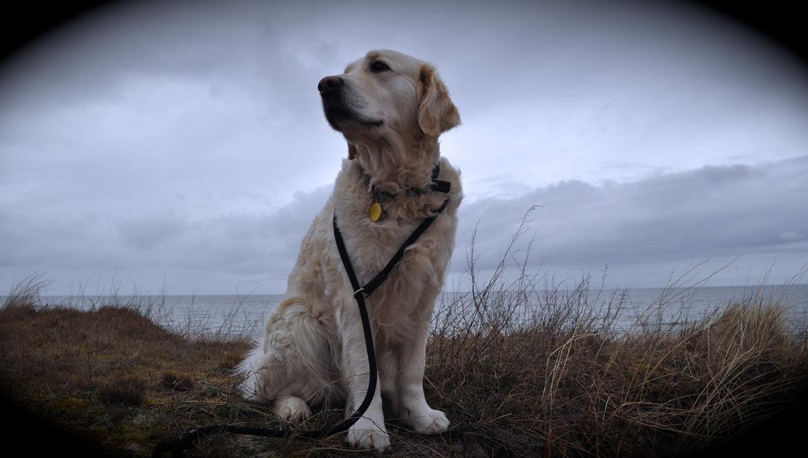 Golden retriever Mocca billede 6