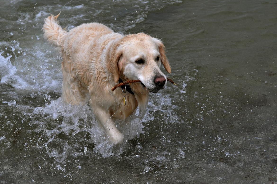 Golden retriever Mocca billede 19