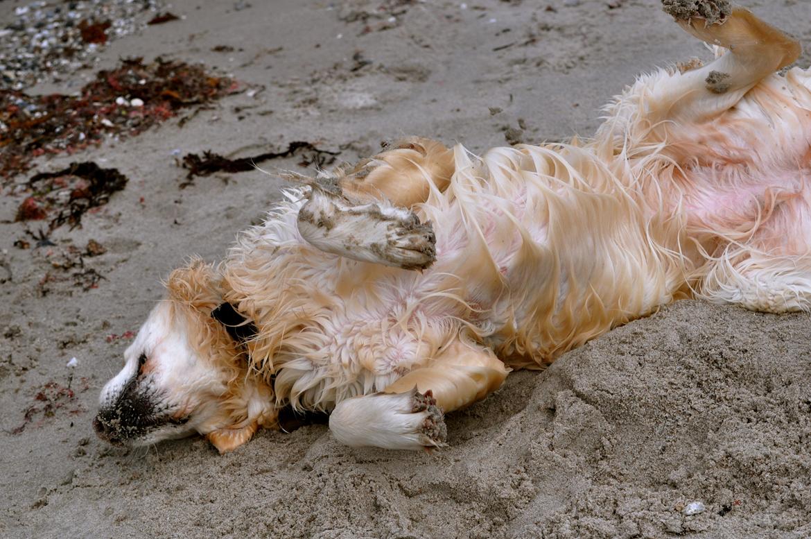 Golden retriever Mocca billede 18