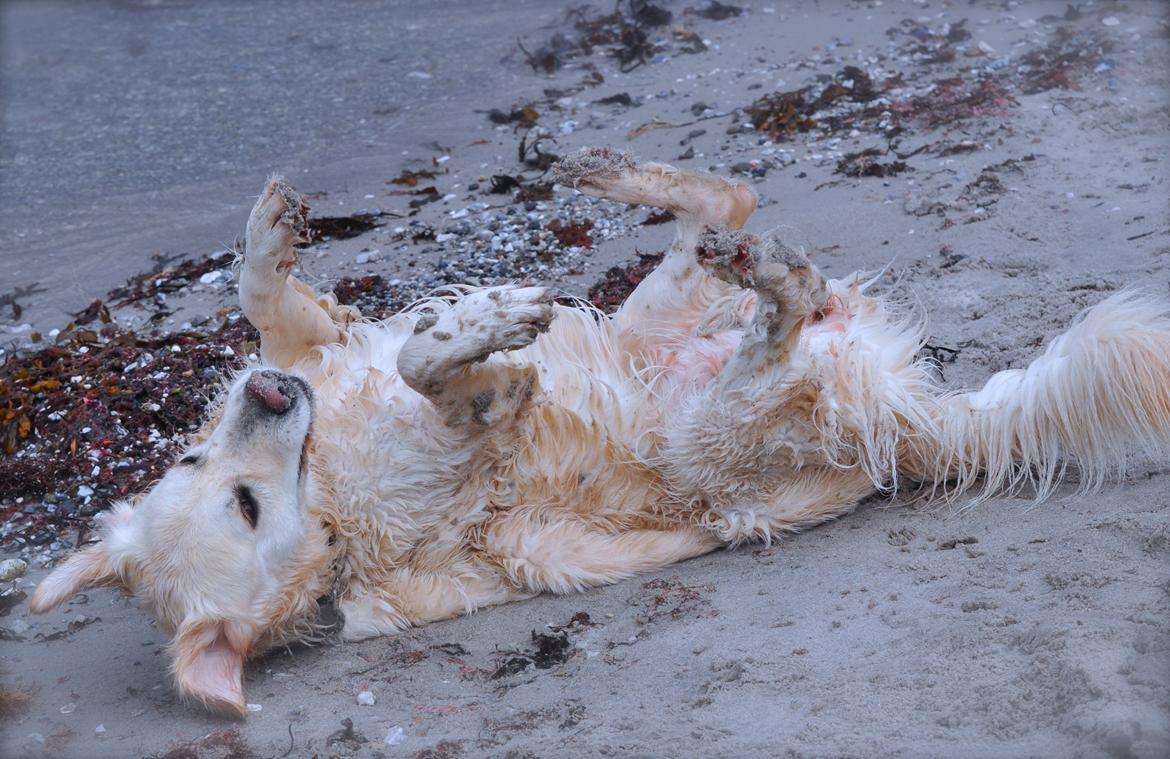 Golden retriever Mocca billede 10