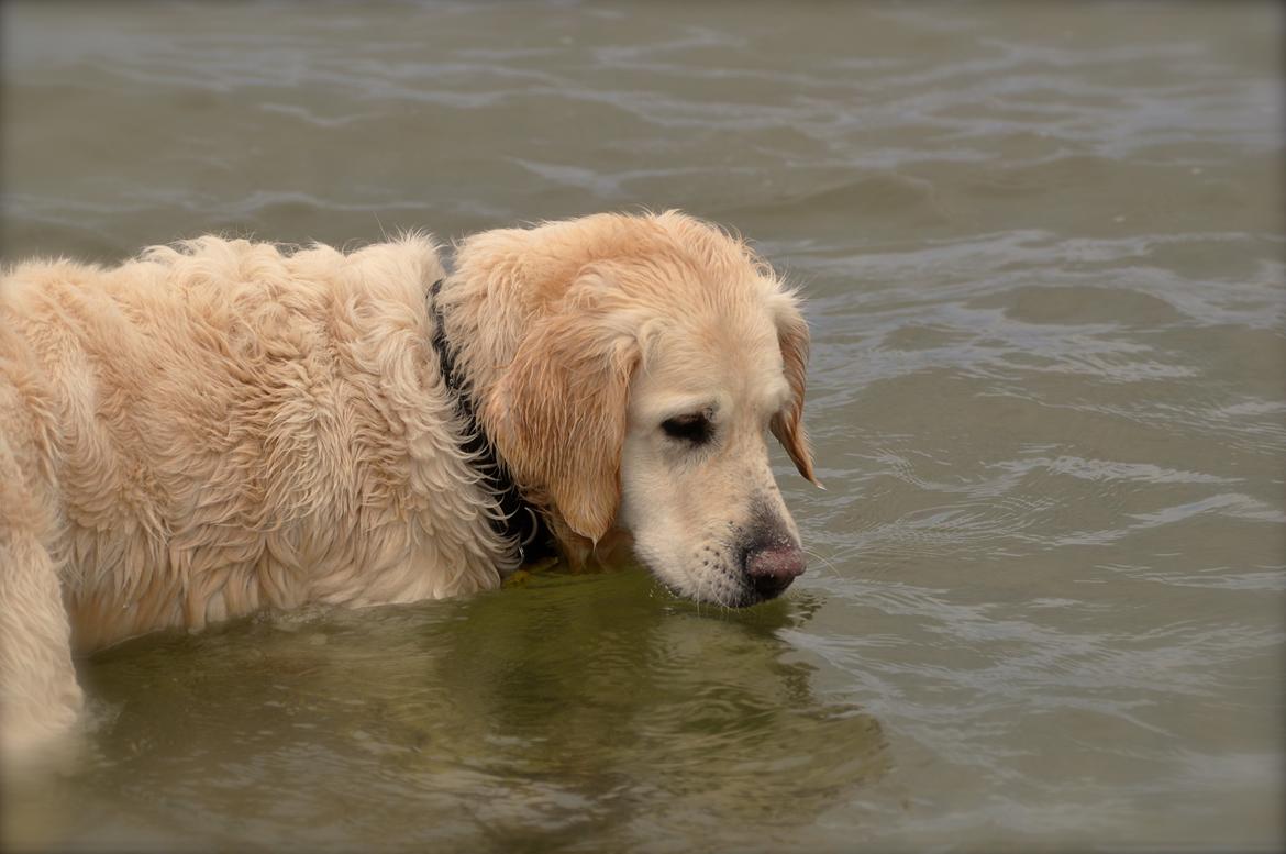 Golden retriever Mocca billede 14