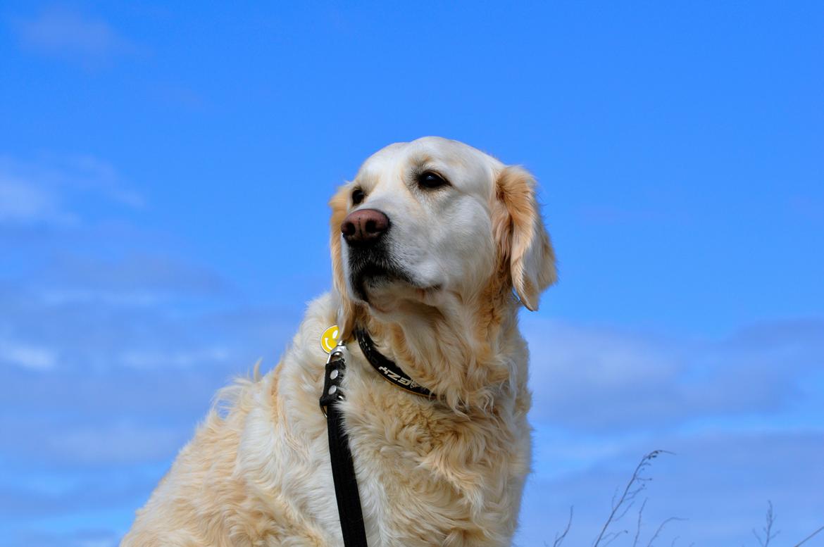 Golden retriever Mocca billede 26