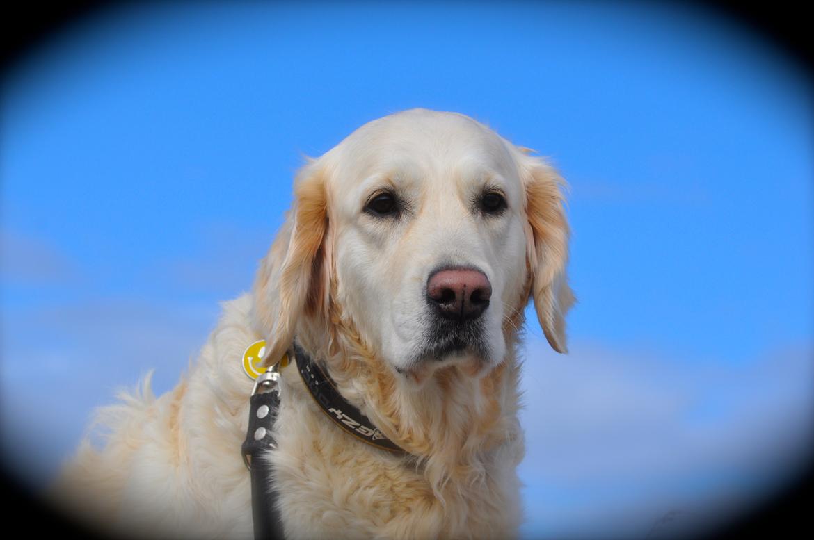 Golden retriever Mocca billede 5