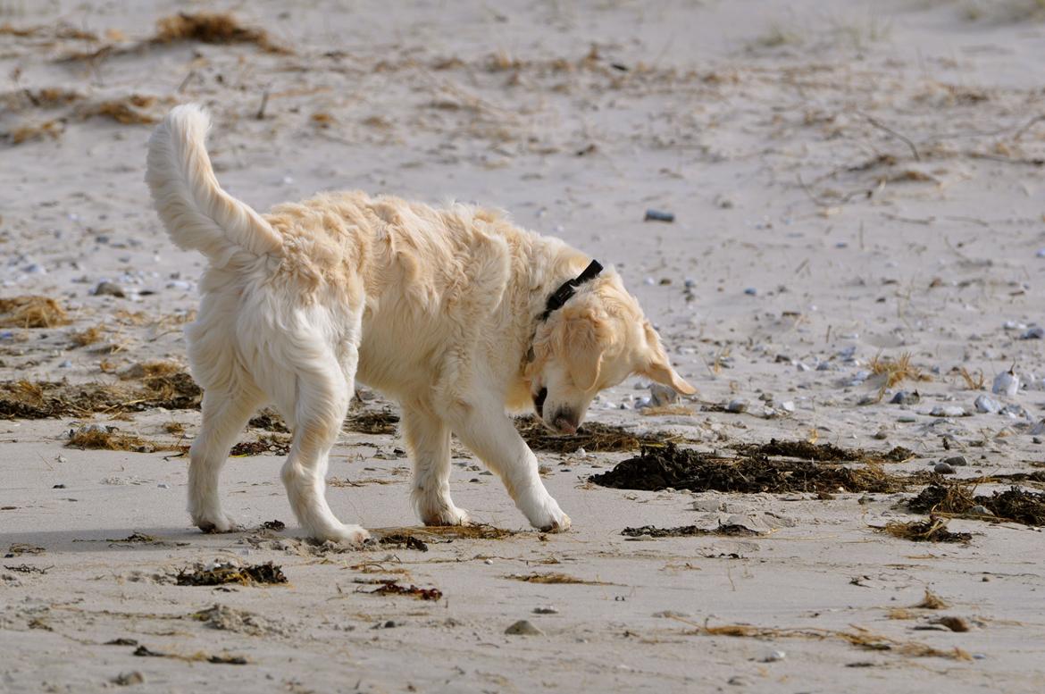 Golden retriever Mocca billede 15