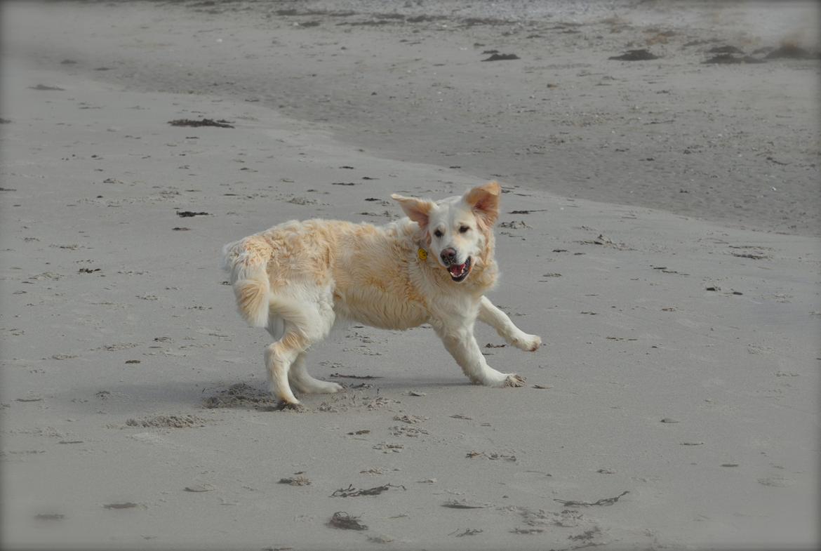 Golden retriever Mocca billede 20