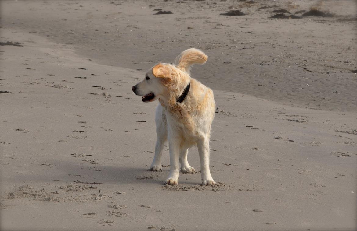 Golden retriever Mocca billede 47