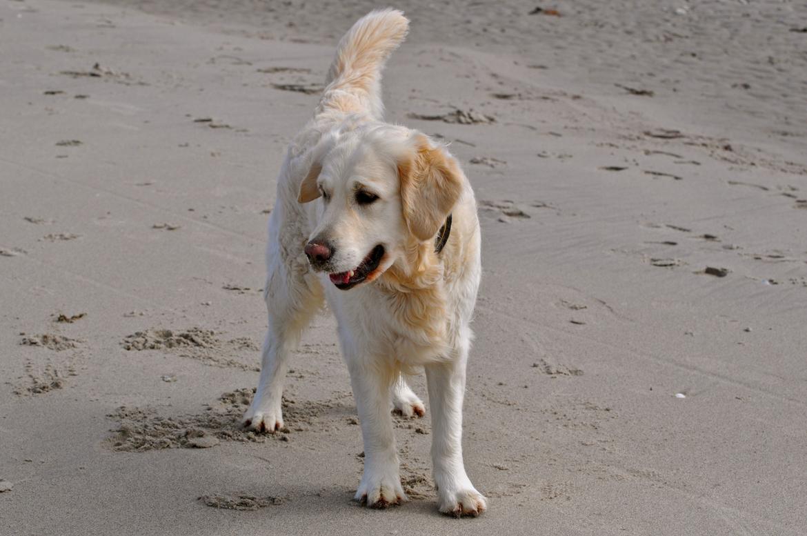 Golden retriever Mocca billede 49