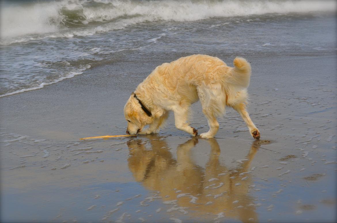 Golden retriever Mocca billede 33