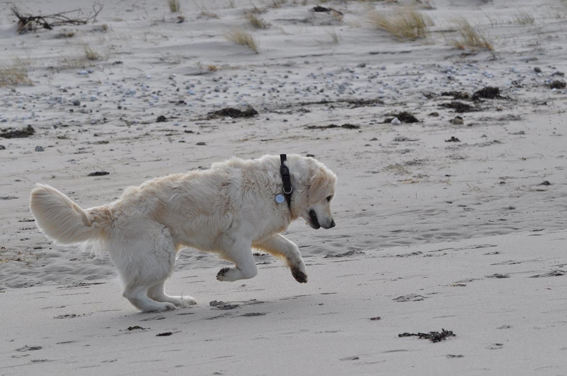 Golden retriever Mocca billede 12