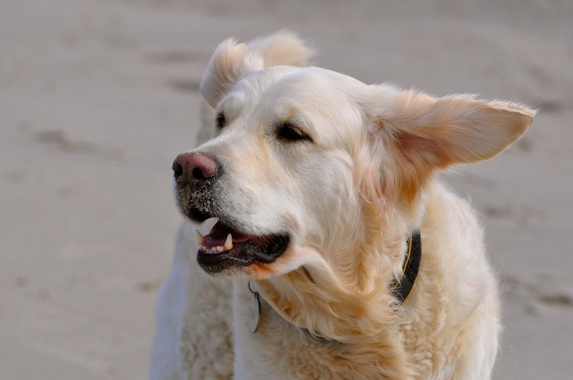 Golden retriever Mocca billede 23