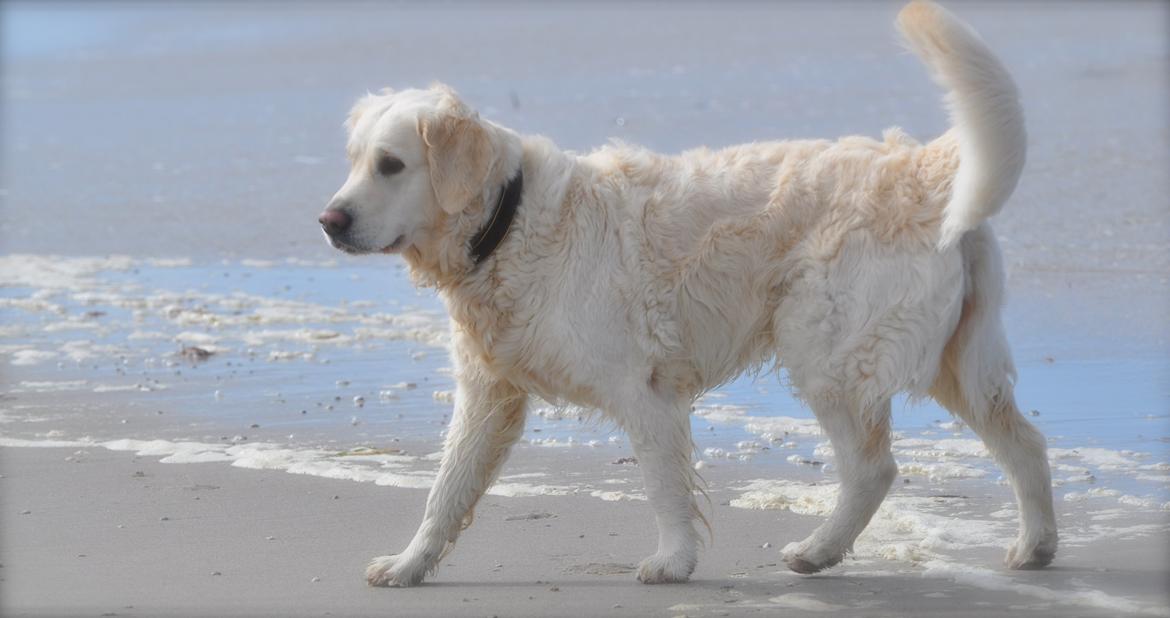 Golden retriever Mocca billede 32