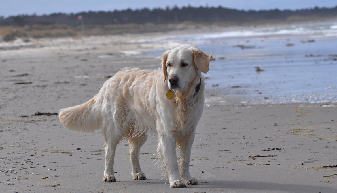 Golden retriever Mocca billede 37