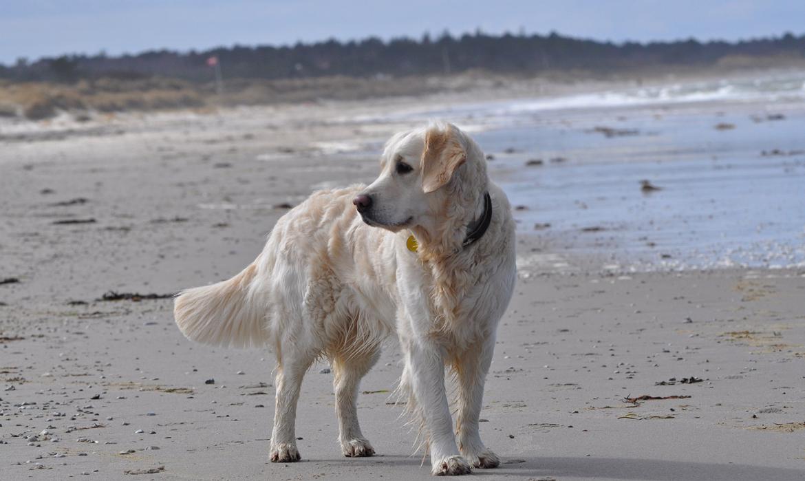 Golden retriever Mocca billede 3