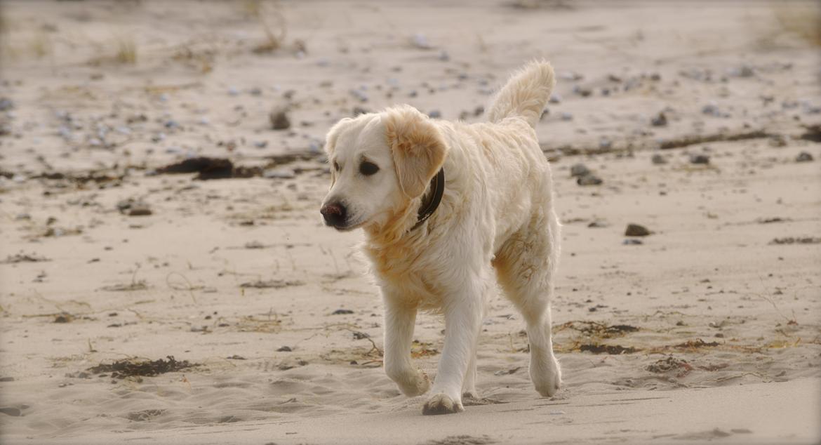 Golden retriever Mocca billede 44