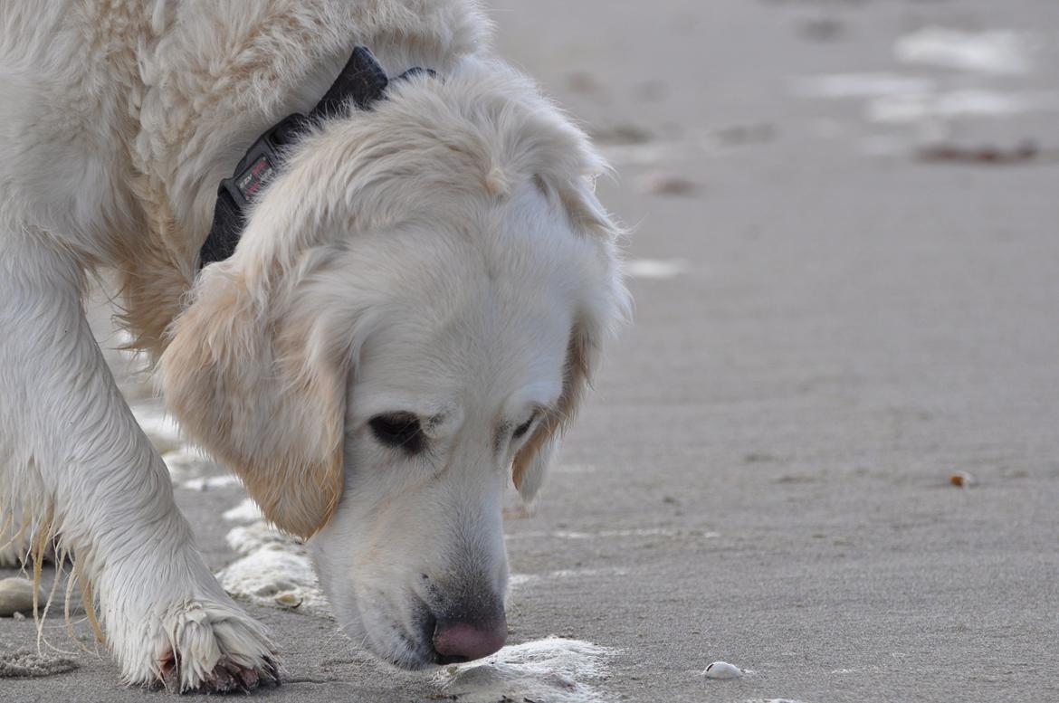 Golden retriever Mocca billede 1