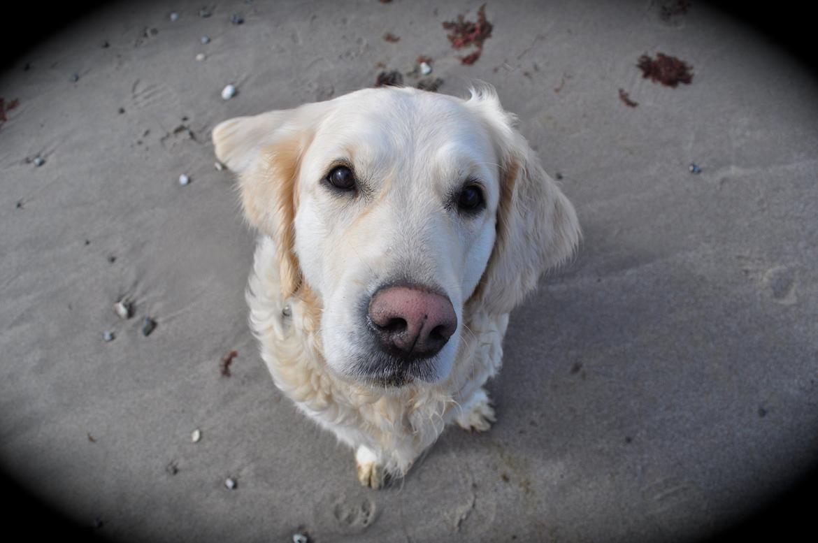 Golden retriever Mocca billede 35