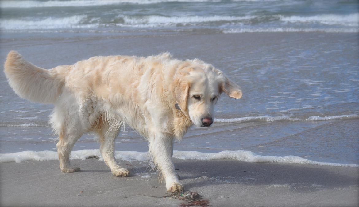 Golden retriever Mocca billede 25