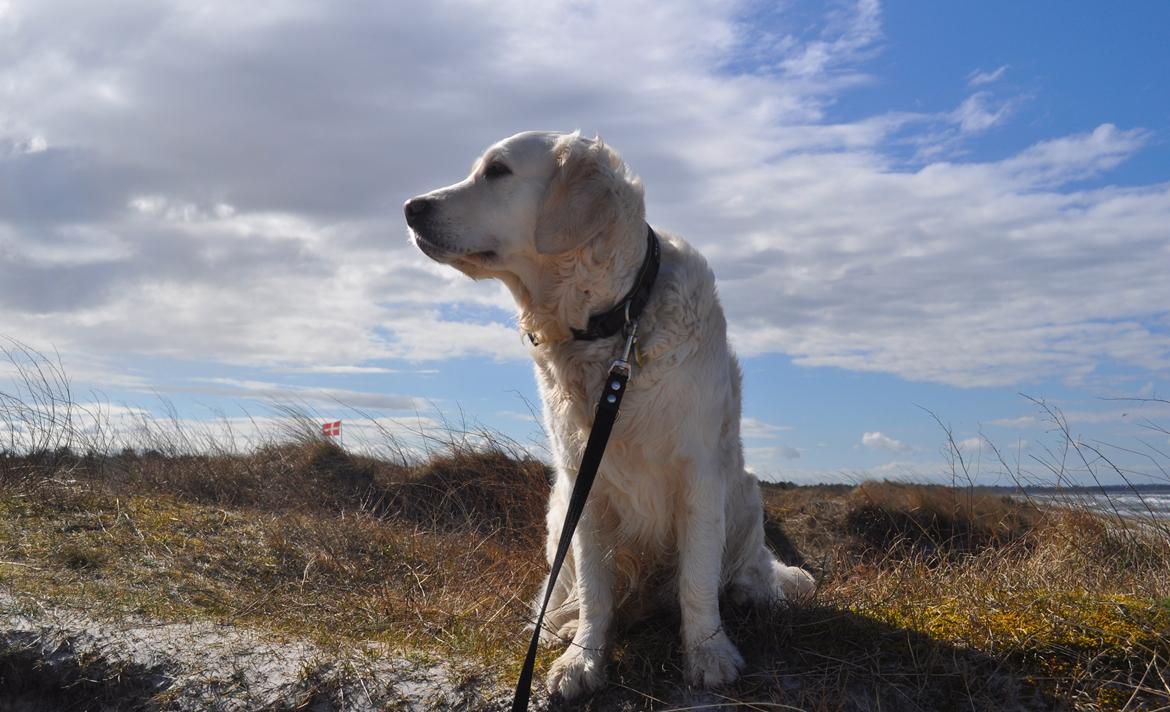 Golden retriever Mocca billede 36