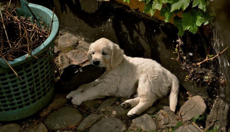 Golden retriever Mocca billede 31