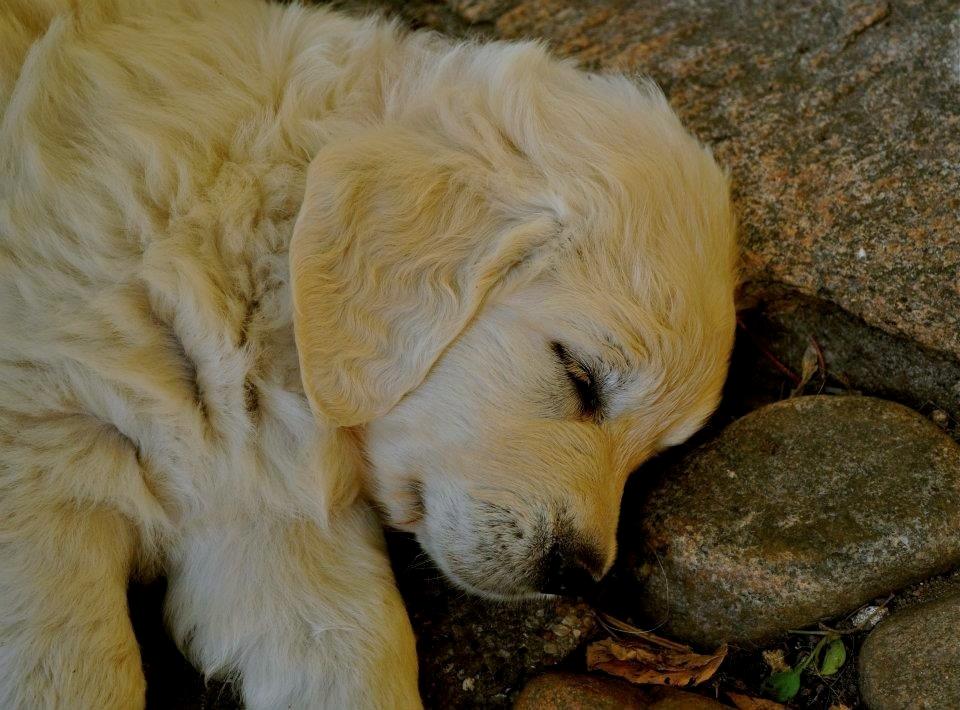 Golden retriever Mocca billede 39