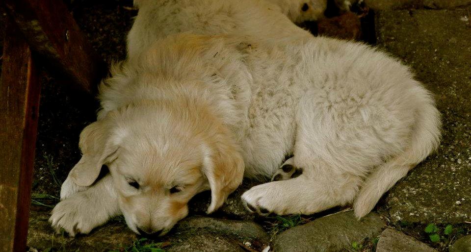 Golden retriever Mocca billede 42