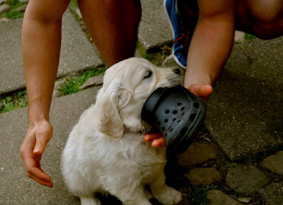 Golden retriever Mocca billede 40