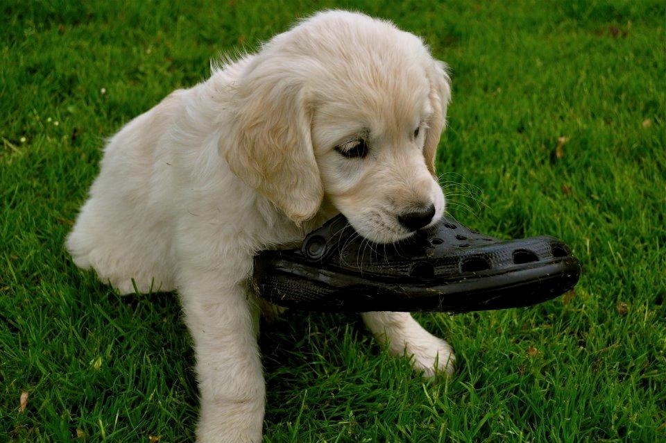 Golden retriever Mocca billede 46