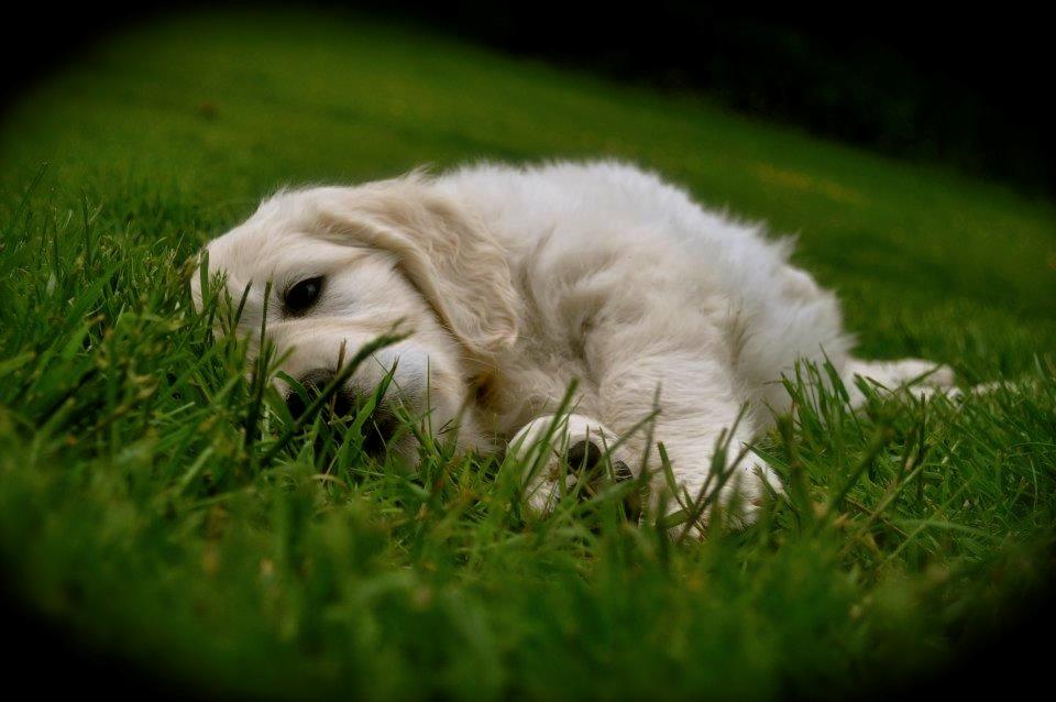 Golden retriever Mocca billede 29