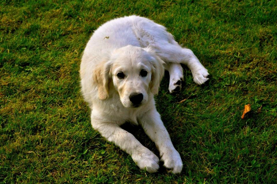 Golden retriever Mocca billede 8