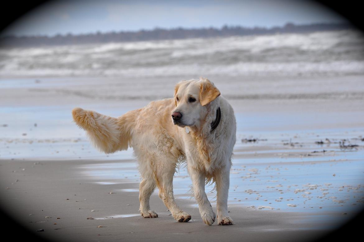 Golden retriever Mocca billede 27