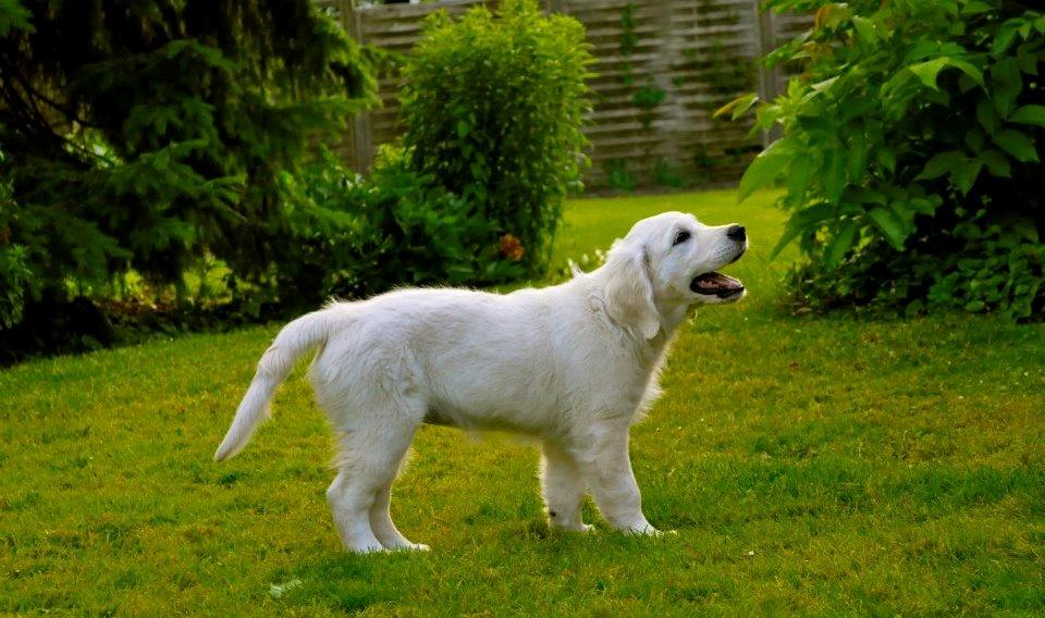 Golden retriever Mocca billede 4