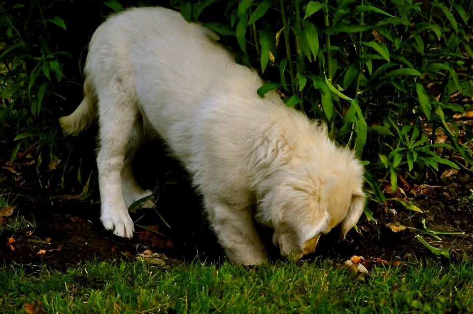 Golden retriever Mocca billede 11