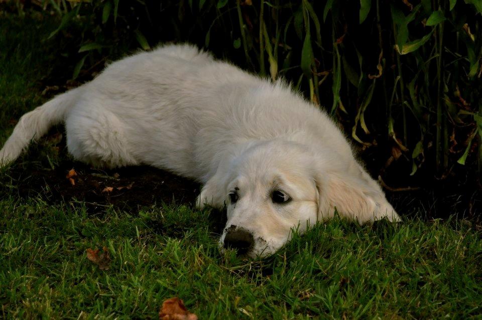 Golden retriever Mocca billede 21