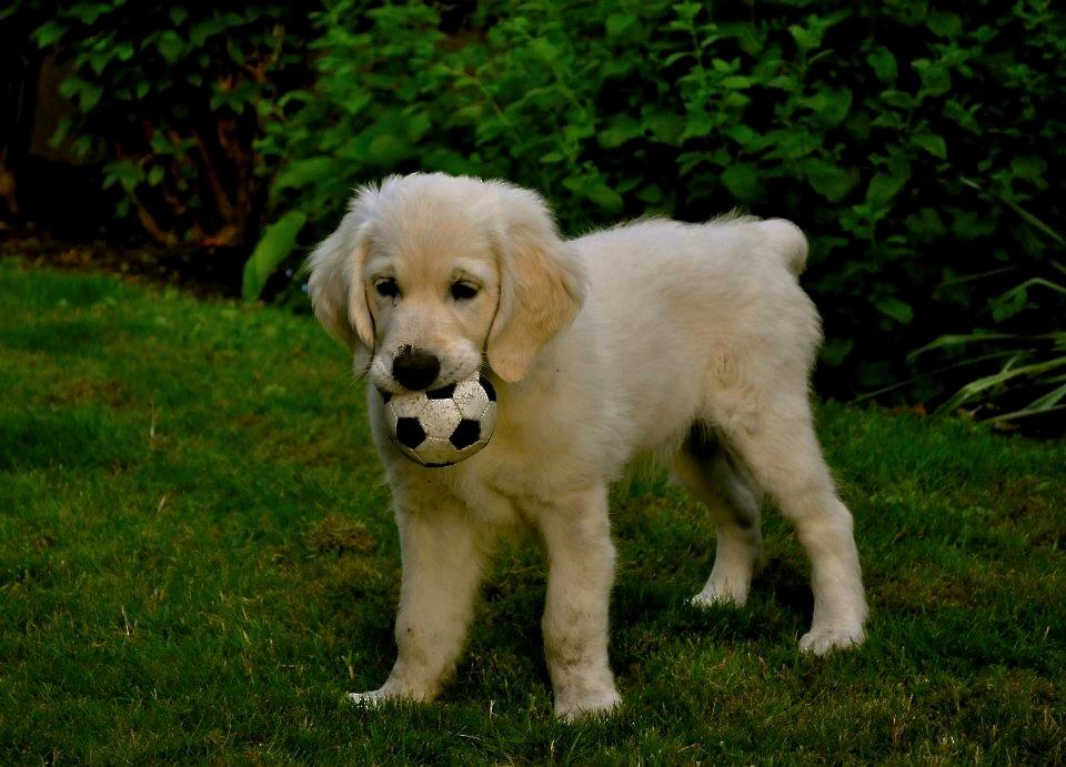 Golden retriever Mocca billede 45