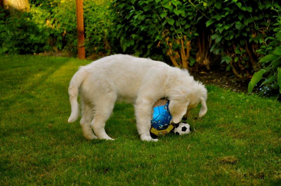 Golden retriever Mocca billede 24